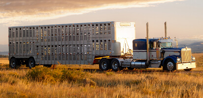 Semi Truck with Livestock Trailer